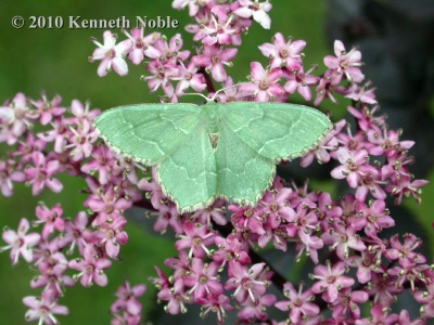 common emerald (Hemithea aestivaria) Kenneth Noble